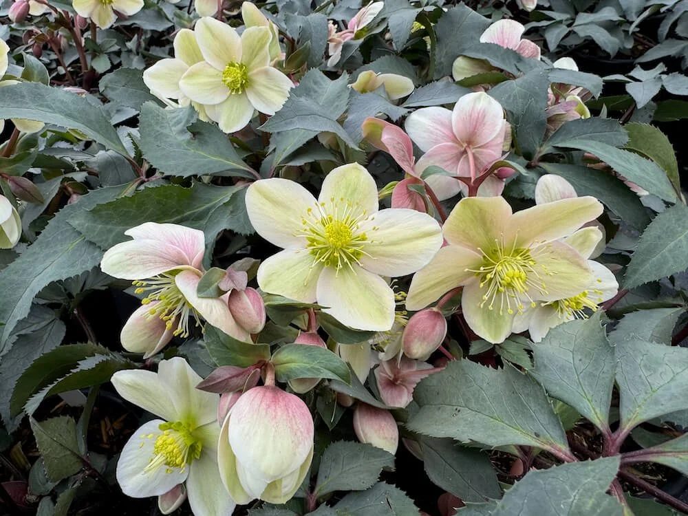 Helleborus x ericsmithii HGC 'Monte Christo' (Monte Christo Lenten